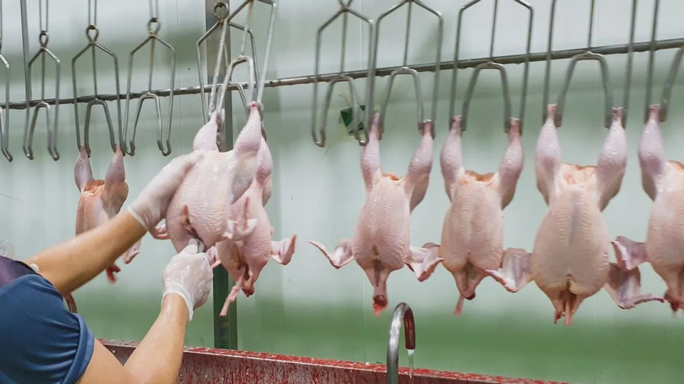 A kormány célja, hogy a hazai tulajdonú cégek alkossák az élelmiszerellátás gerincét