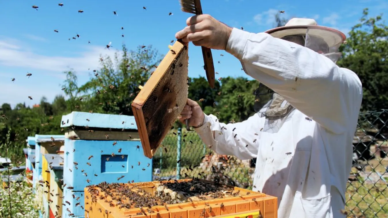 Jövedelempótló támogatást igényelhetnek a méhészek
