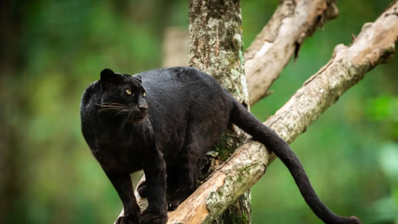 A Kiskunhalason látott párduc egy másik nagyvárosban tűnhetett fel – Videó!