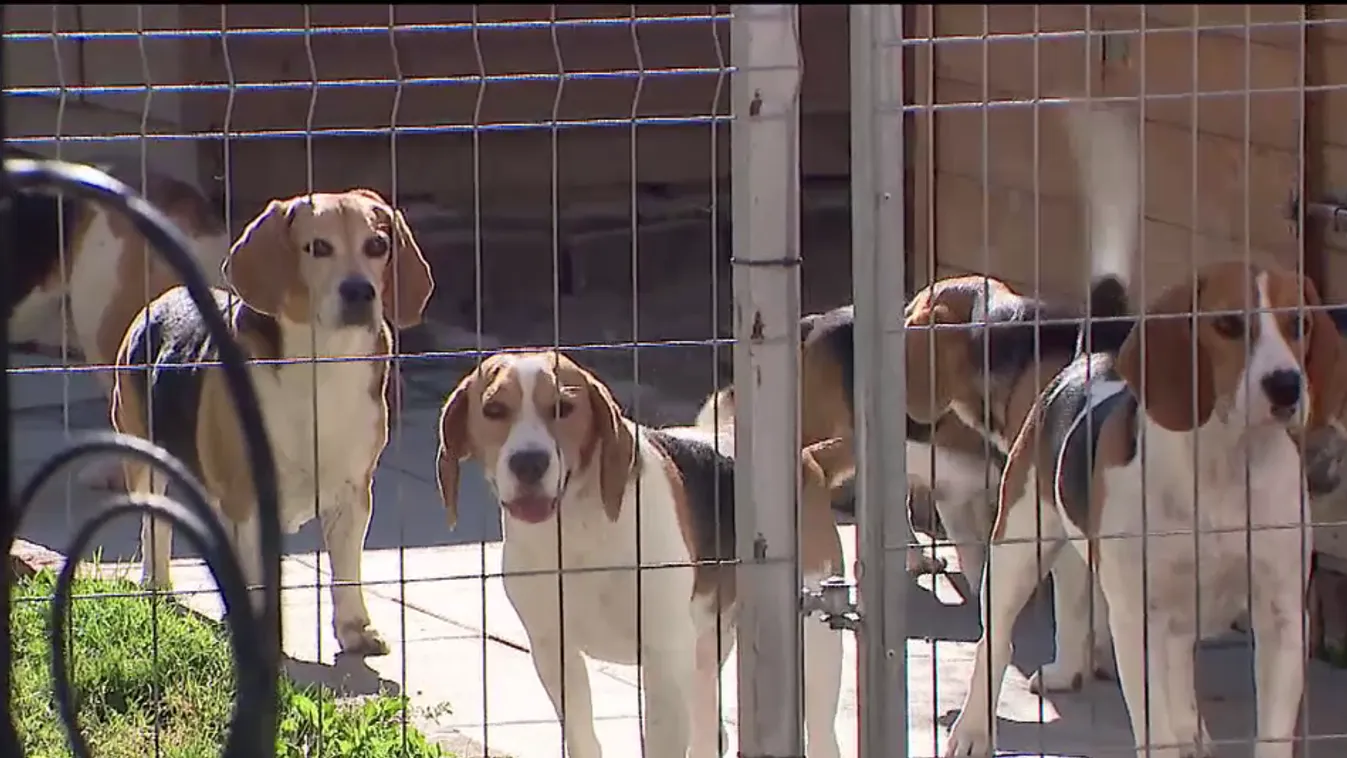 Radar - Ne ajándékozzunk élő állatot karácsonyra!