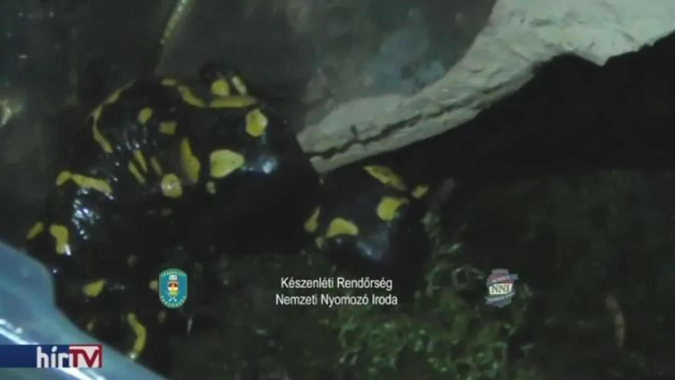 Ötven védett állatot foglaltak le egy tenyésztőnél