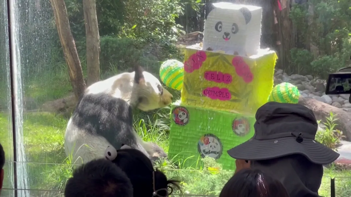 Születésnapos a világ egyik legidősebb óriáspandája