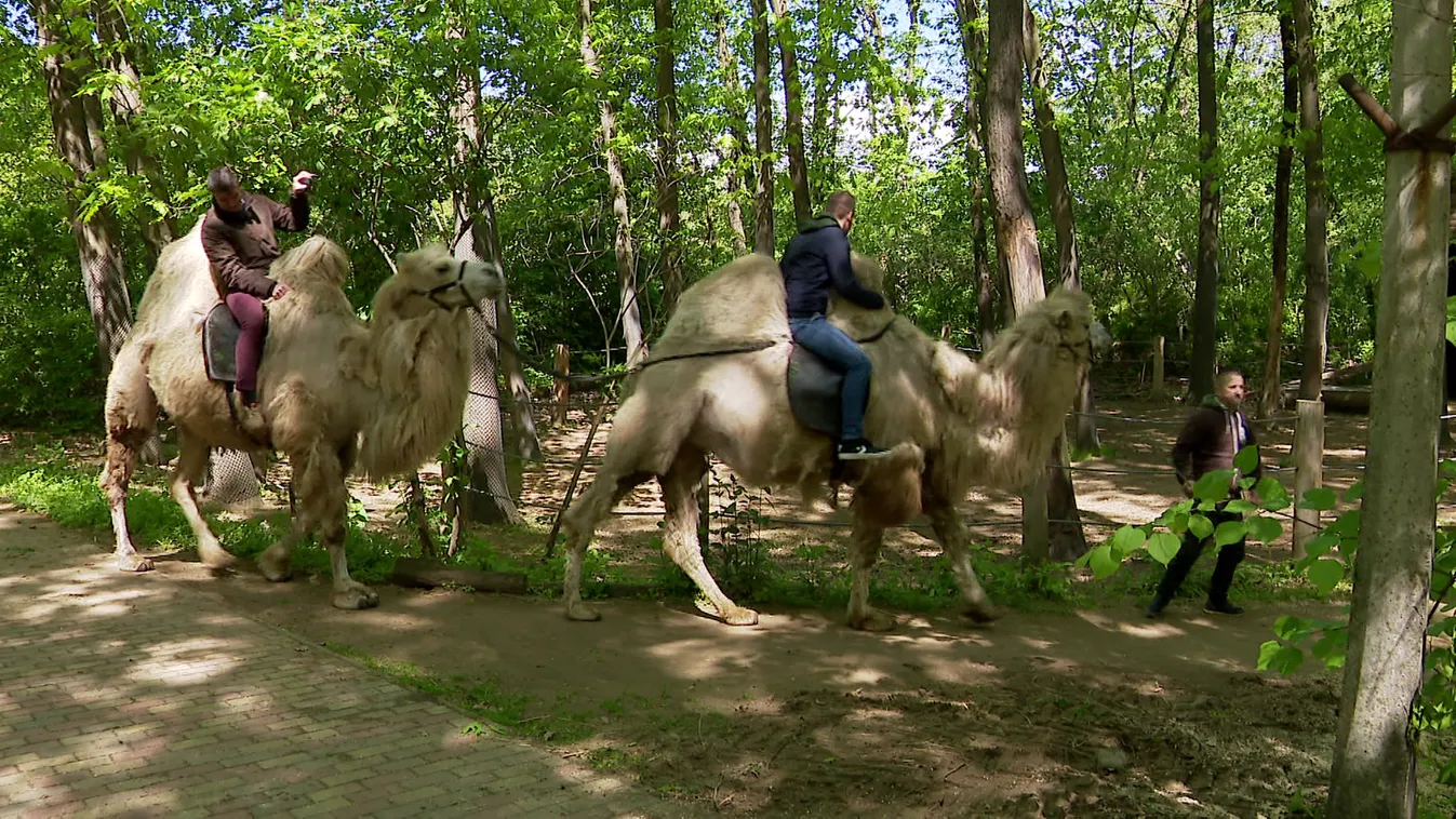 Radar - Állati élmények Nyíregyházán