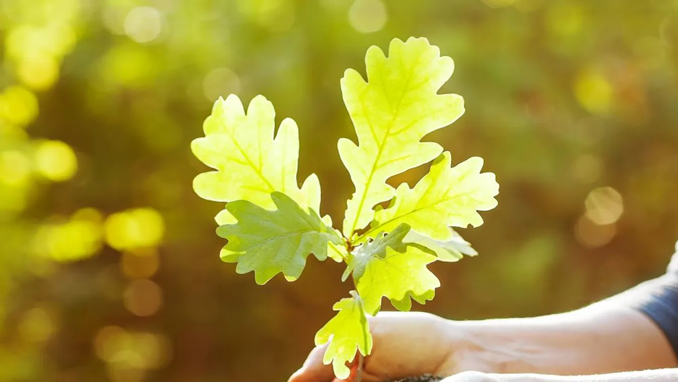 Indul az Agrárminisztérium Országfásítási Programja