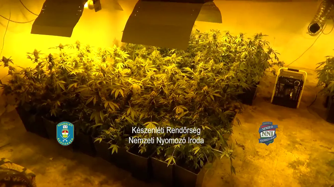 Kétezer tő marihuánát vontak ki a forgalomból