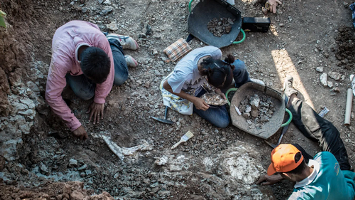 Krokodilszerű őshüllőfaj maradványait fedezték fel Lengyelországban
