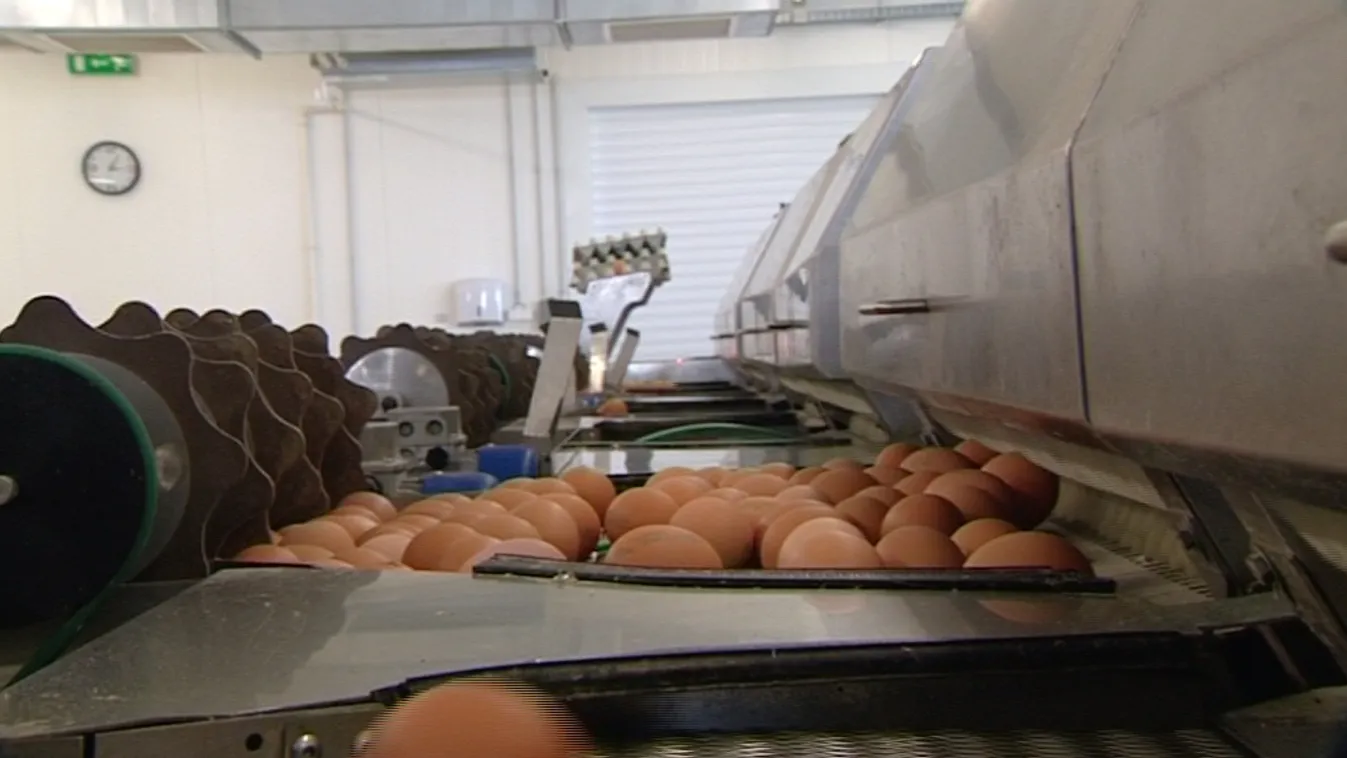 Ki kell vonni a gyanús tojásokat