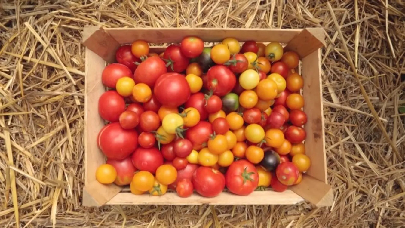 Zöldövezet: Visszanyúlni az elődök szakértelméhez