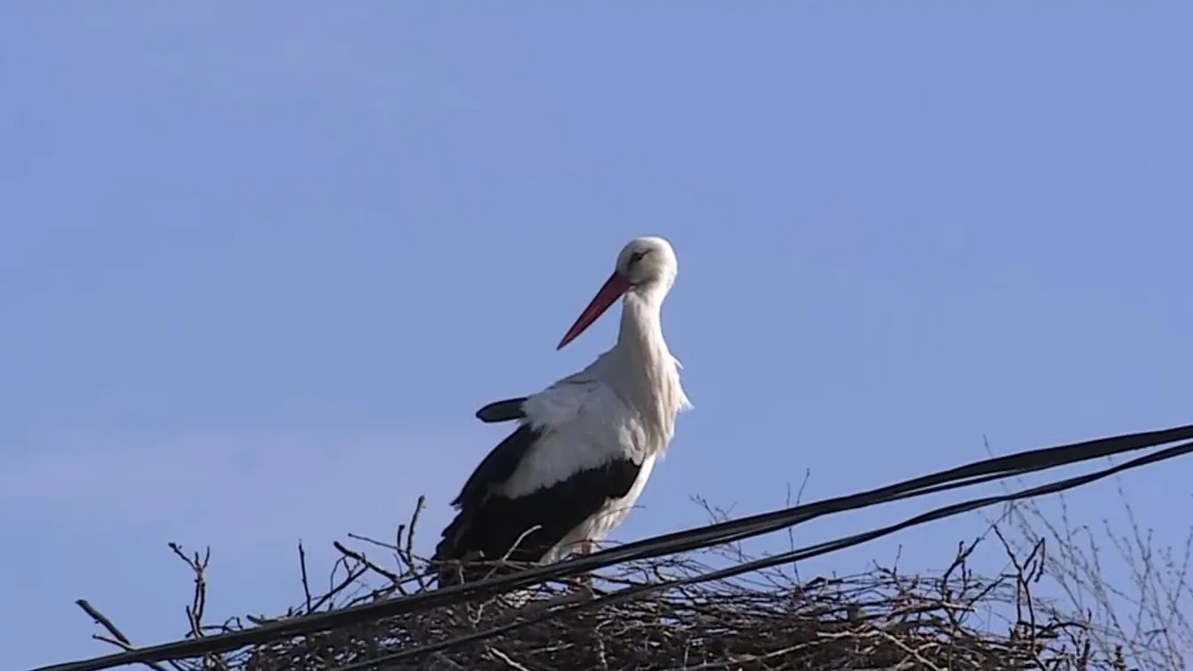Megérkeztek a gólyák hazánkba  + videó