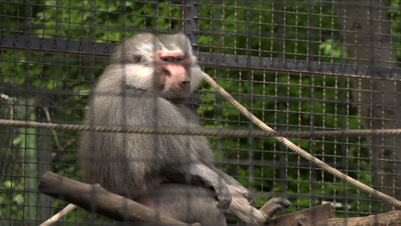 Megnyitott a Pécsi Állatkert