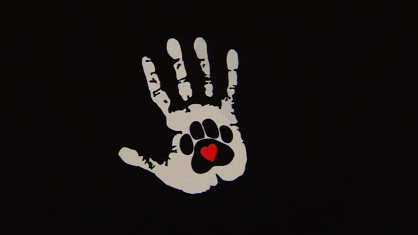 „Mészárlás folyik”: összefogtak a szurkolók