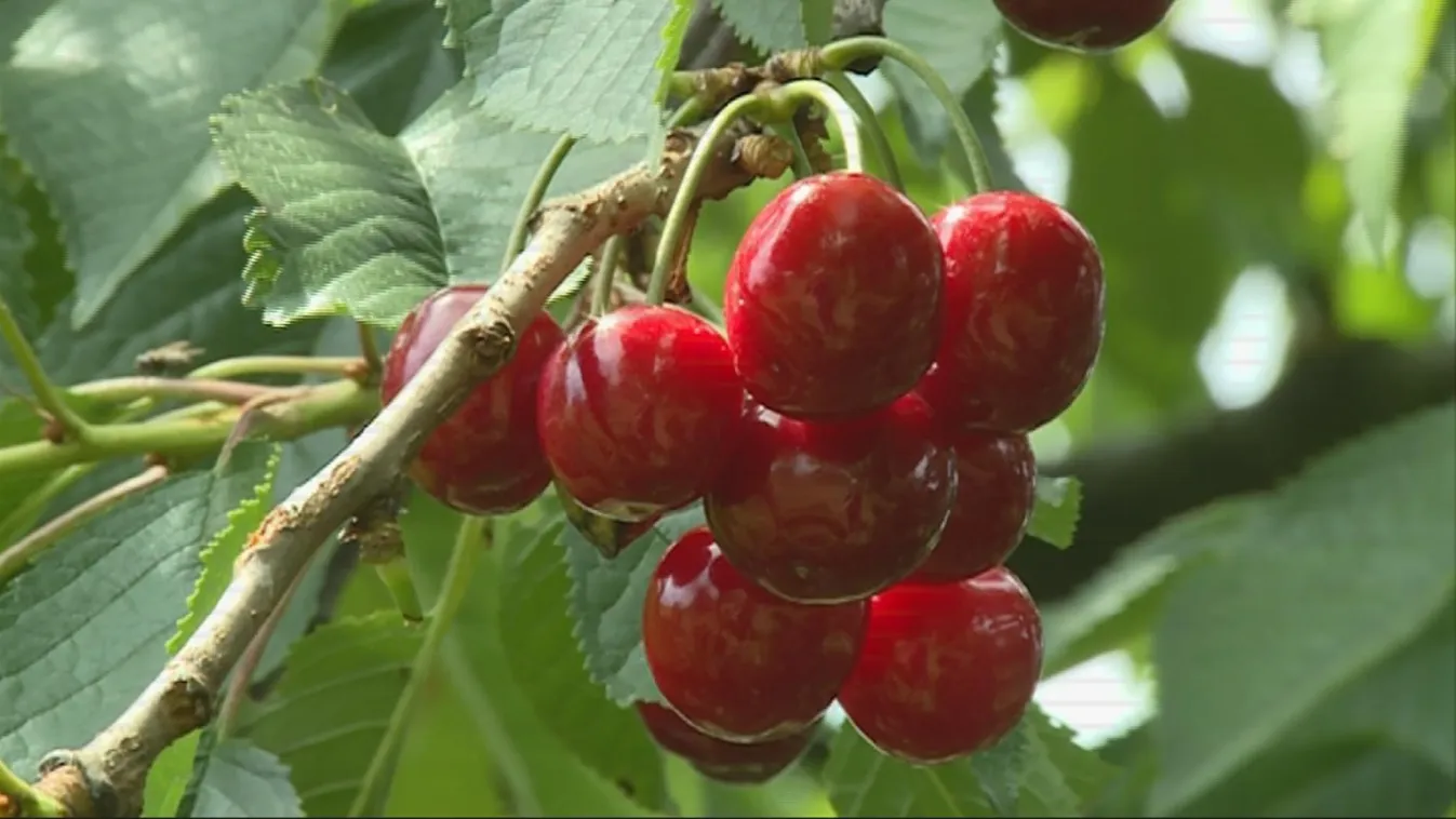 Világszínvonal – Soroló