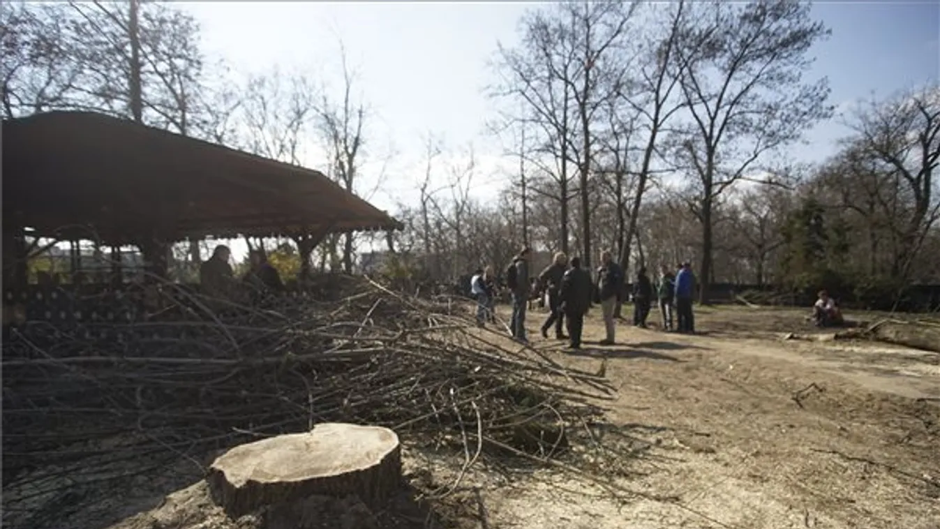 Akár a testükkel is megakadályozzák a fakivágást