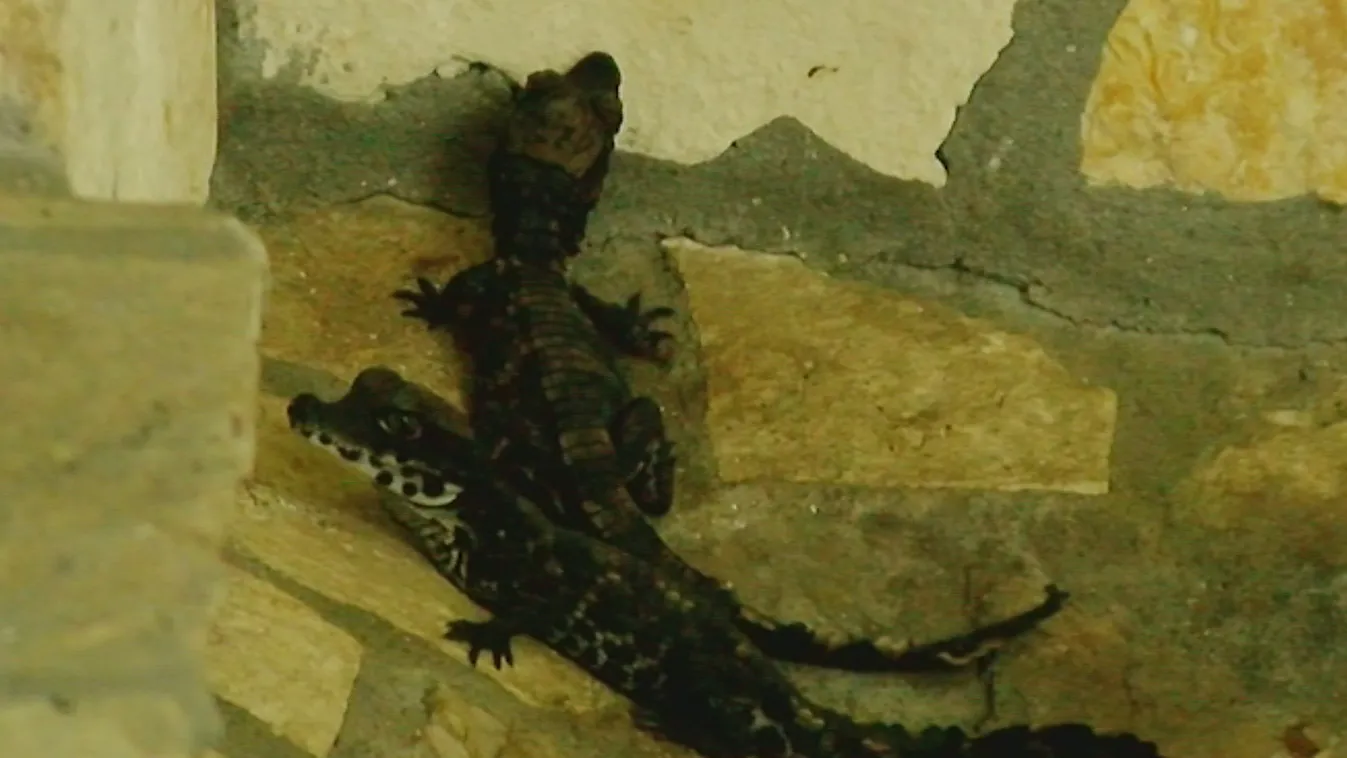 Korokodilok bújtak ki a tojásból Szegeden