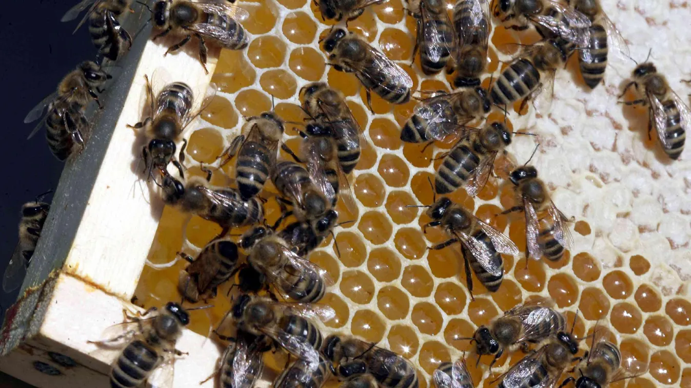 Mézpiac: nagyobb a kínálat, mint a kereslet