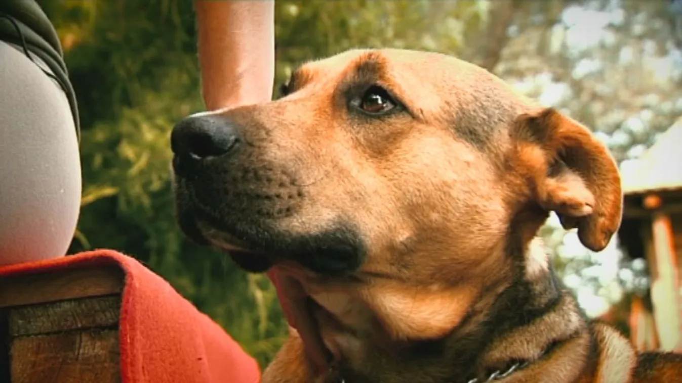 Túl kevés a pénz az állatvédelemre