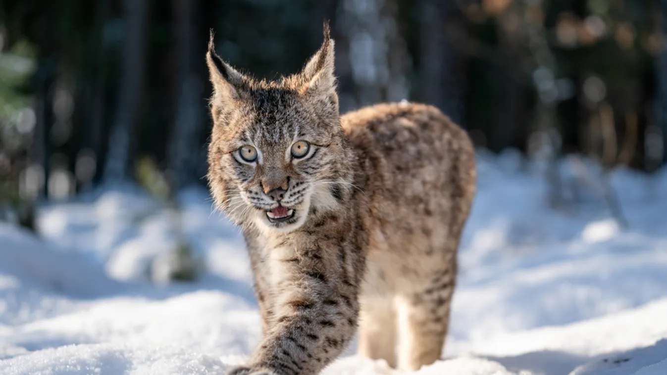 Több száz hiúz kilövésére adtak engedélyt a svéd hatóságok