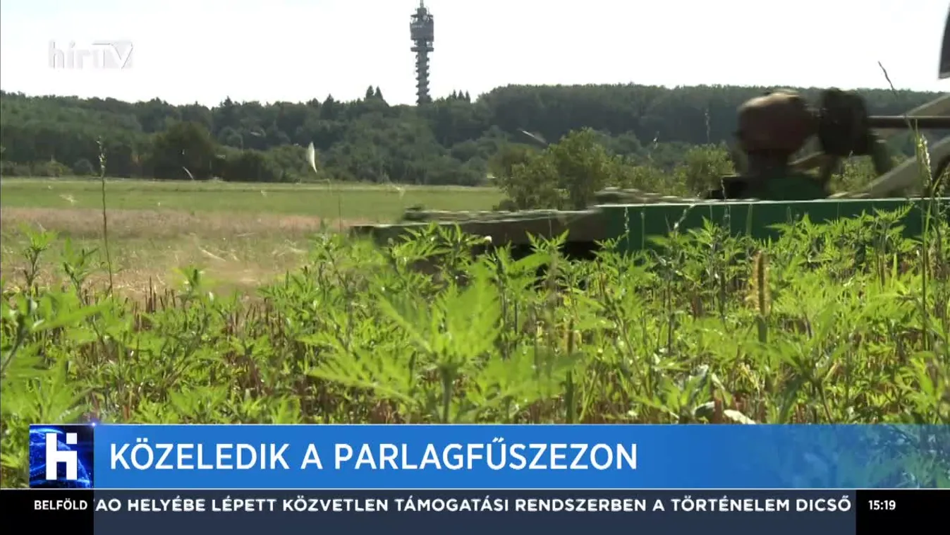 Közeledik a parlagfűszezon