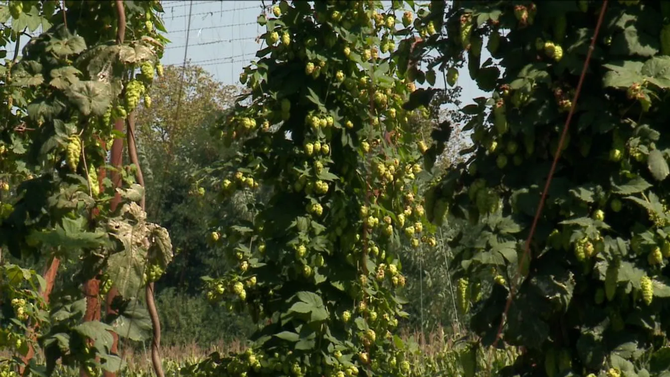 Rászorulóknak biztosítanak munkát a komlótermesztésben Kastélydombón