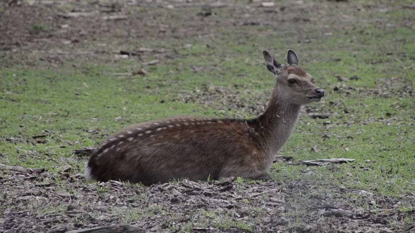 Új muflonkertet és emufuttatót adtak át