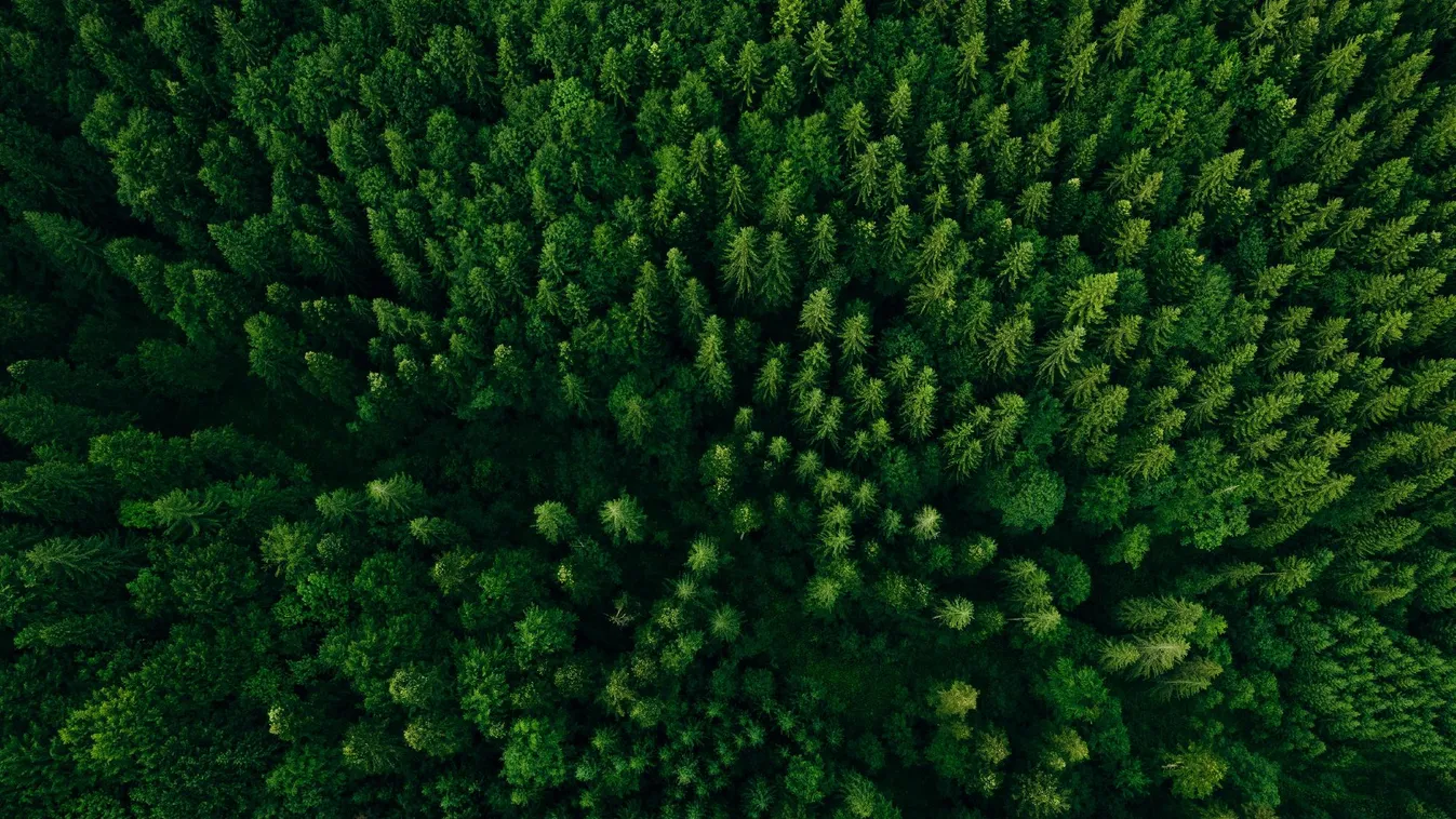 Köztérfejlesztési és parkerdő-megújítási program indul Villányban