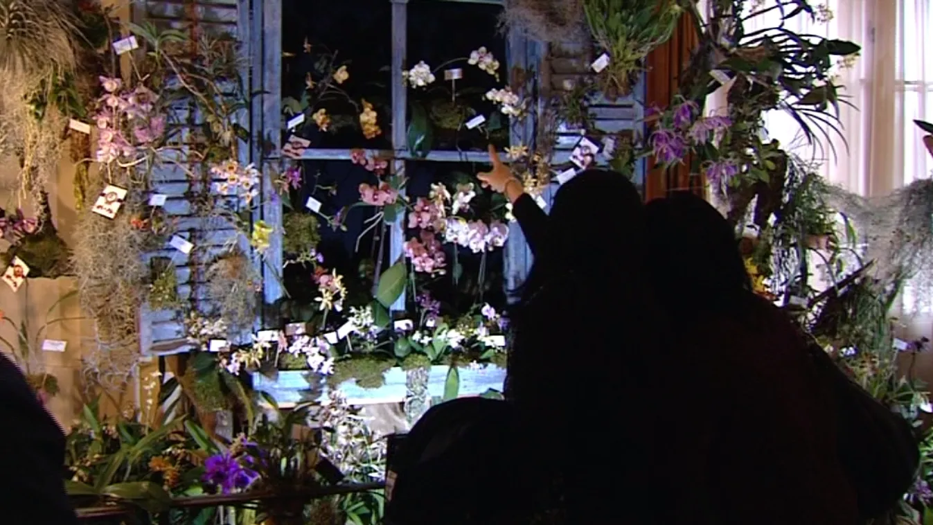 A Dendrobiumok családja áll az idei orchideakiállítás középpontjában