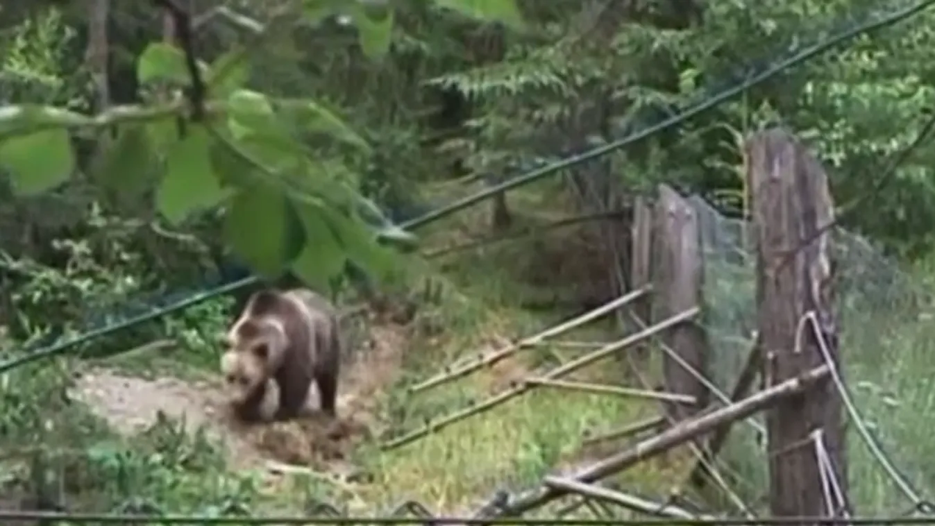 Több tucat háziállatot mészárolt le egy medve Székelyföldön