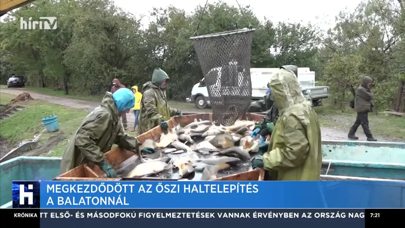 Megkezdődött az őszi haltelepítés a Balatonnál