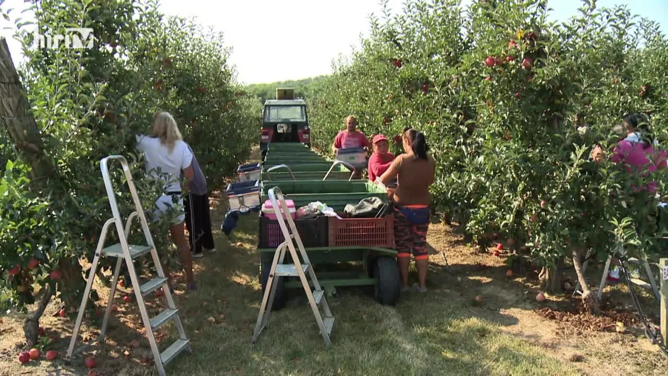 Soroló: Pályázat ültetvényekre