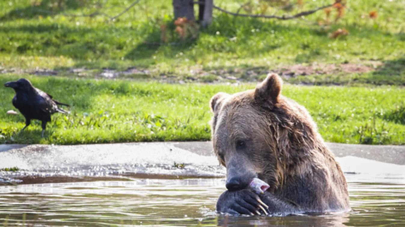 Egy hét után részlegesen újra kinyit a Yellowstone nemzeti park