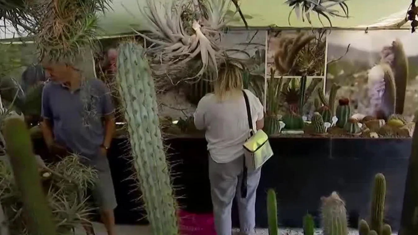 Napindító - Dél-Amerika növényvilága  az ELTE Füvészkertben