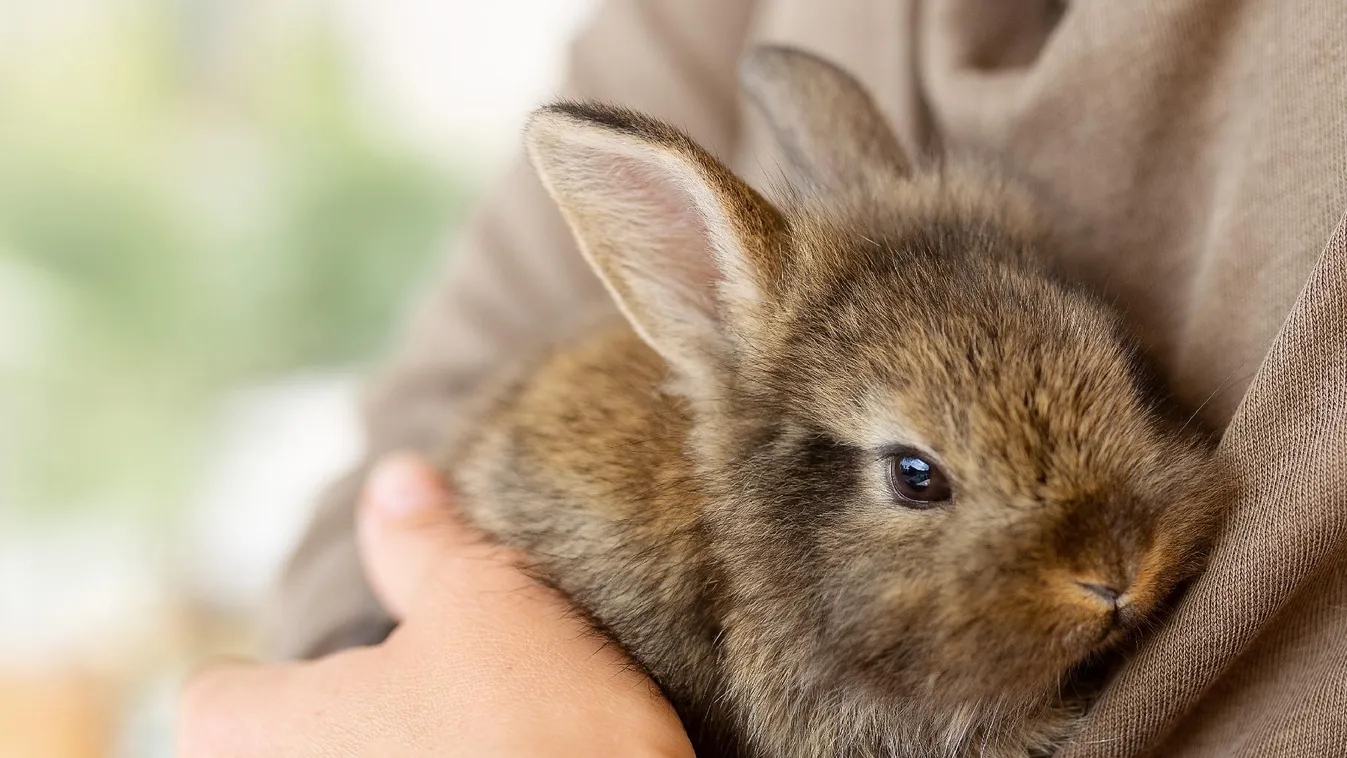 Húsvéti nyuszi STOP-ot kérnek az állatvédők