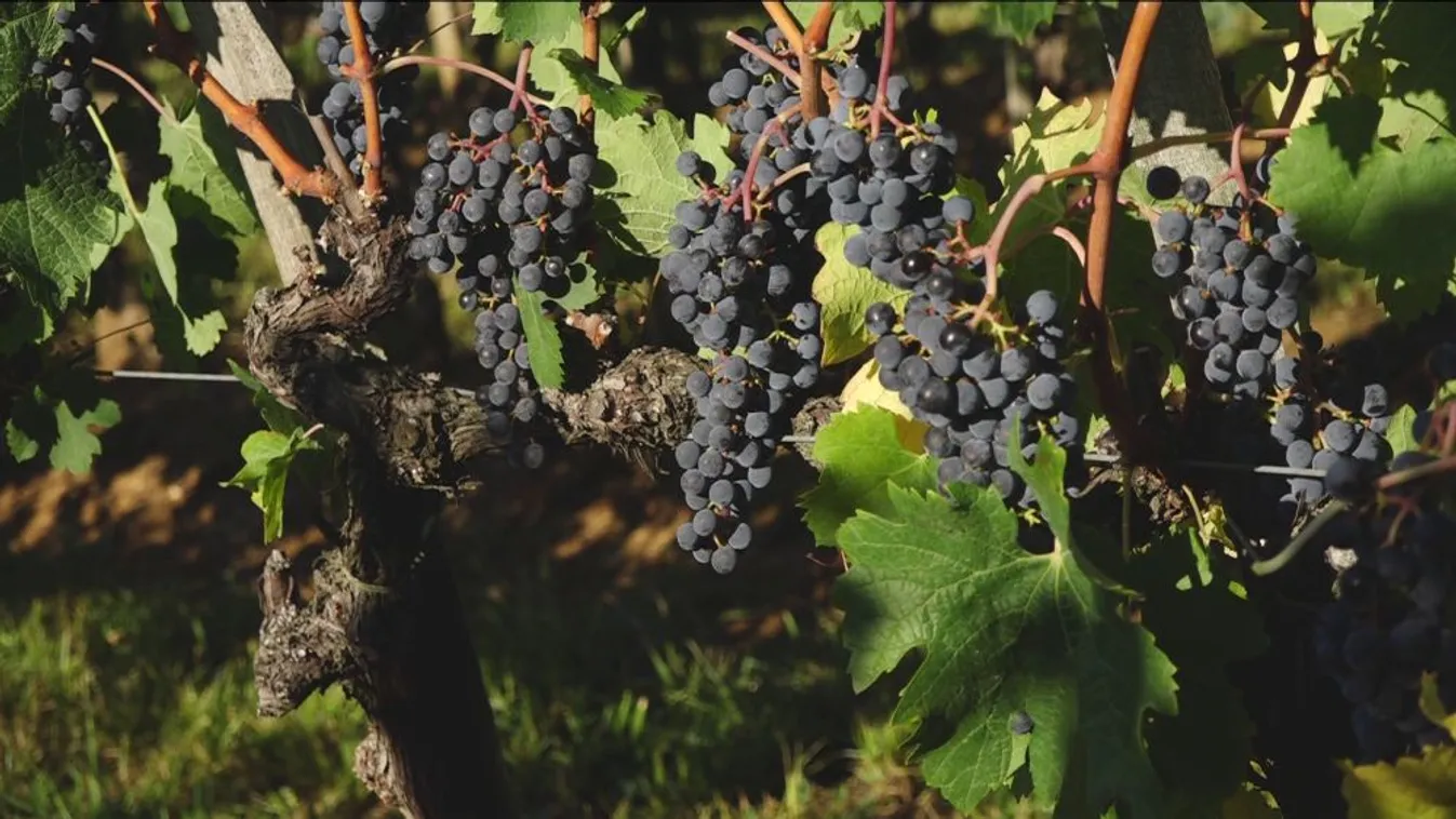Nagyon jó az idei szőlőtermés a Villányi Borvidéken