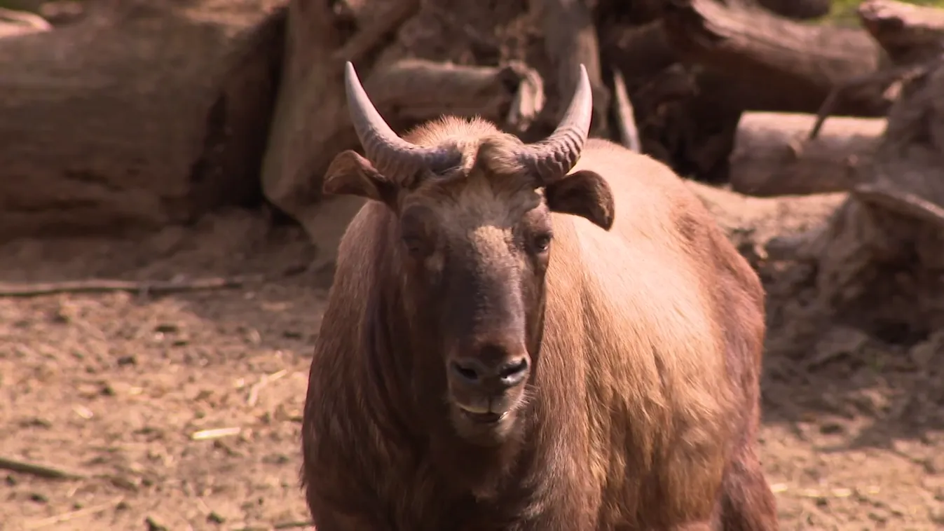 Radar - Mishmi-takin született a Nyíregyházi Állatparkban