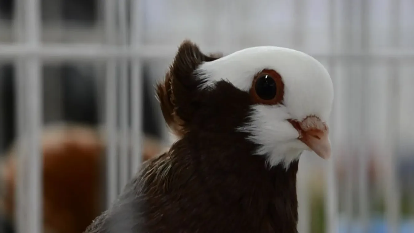 Bukógalambokat és óriásnyulakat is megszemlélhettek a látogatók