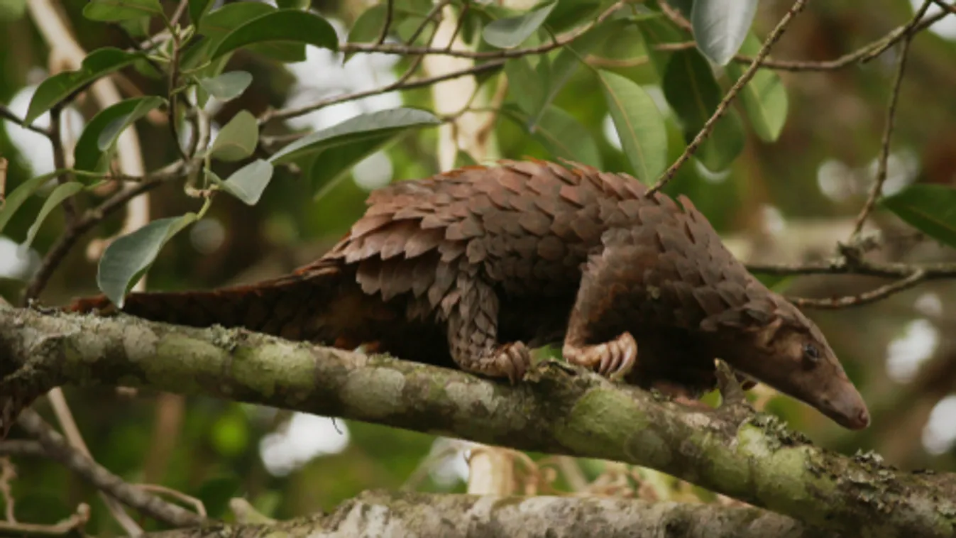 Kínai kutatók szerint a tobzoskák csempészésével is terjedhetett a vírus