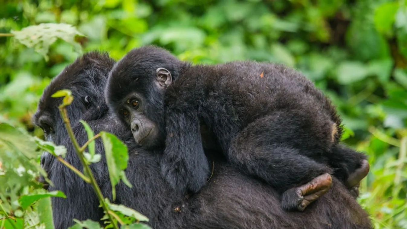 Leonardo DiCaprio segít megmenteni a Virunga Nemzeti Parkot