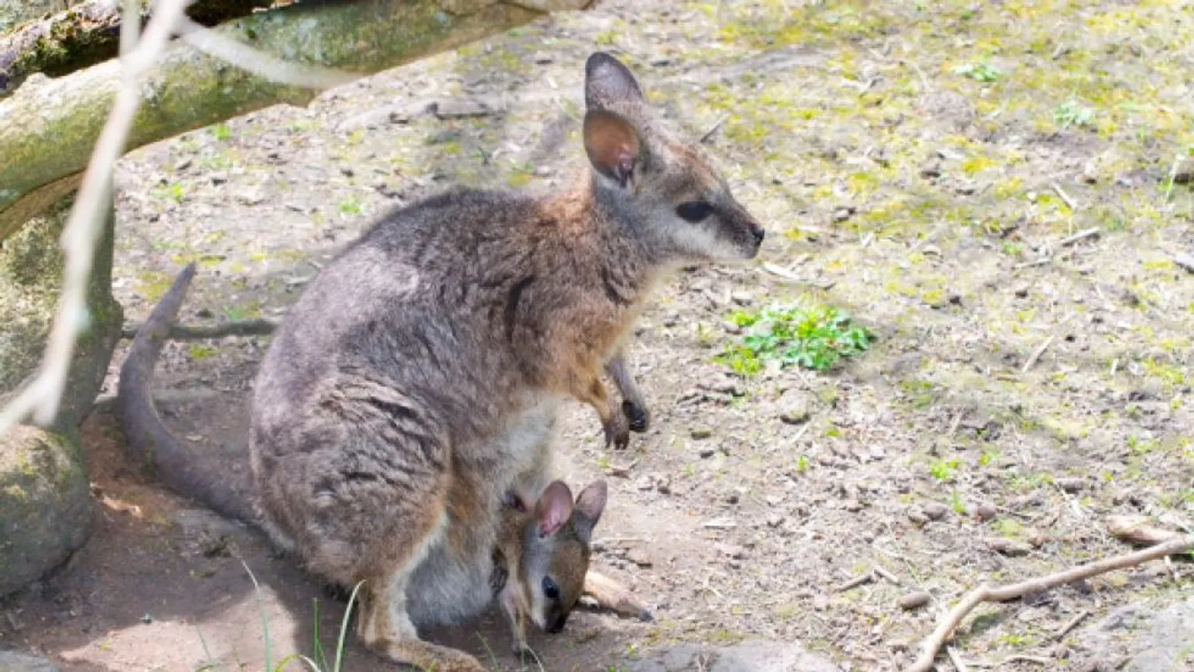Kenguruval gyilkolt volna, bíróság elé állították