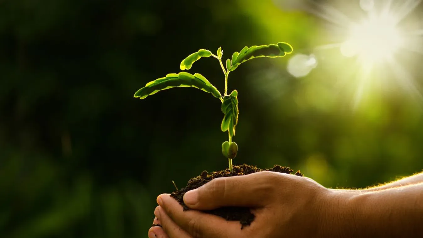 Újabb 7 milliárd forint támogatás erdők létesítésére