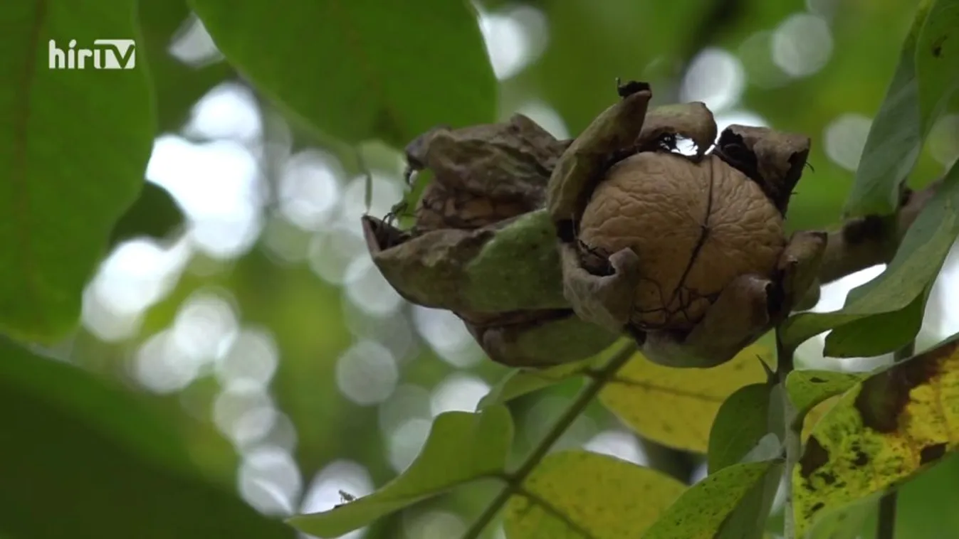 Soroló: Van megoldás a diókártevő ellen
