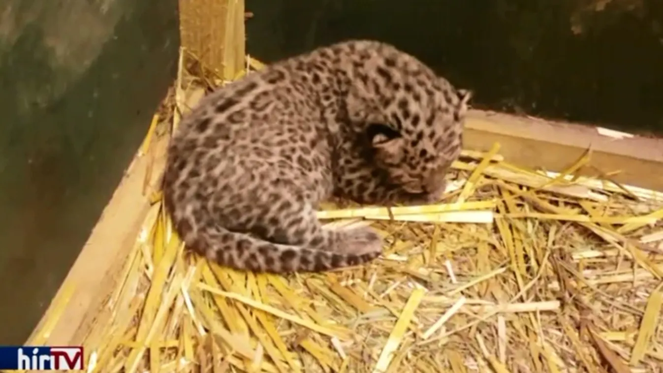 Igazi ritkaság született Miskolcon