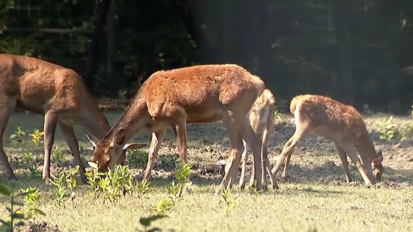 A Gemenci erdőben is napokon belül tetőzik az árhullám + videó