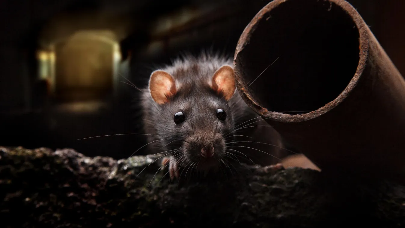 Szenvednek a katonák a patkányinváziótól a frontvonalon