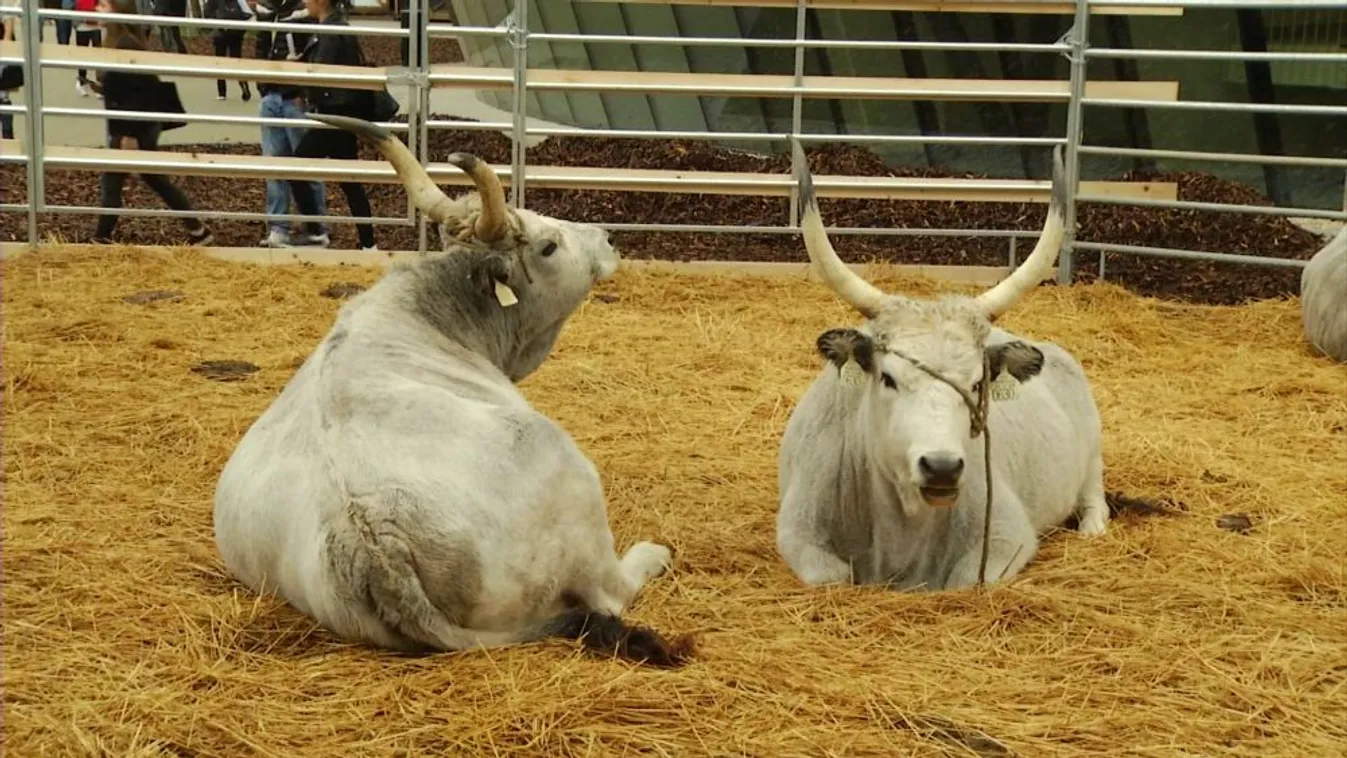 Soroló: Ismét eljött az őshonos növények és állatok ideje