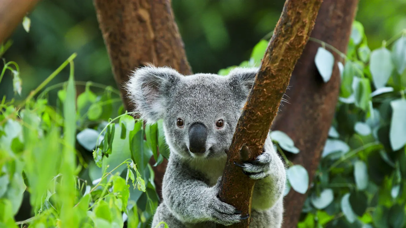 Ötcsillagos hotelben gondoskodnak a kimentett koalákról