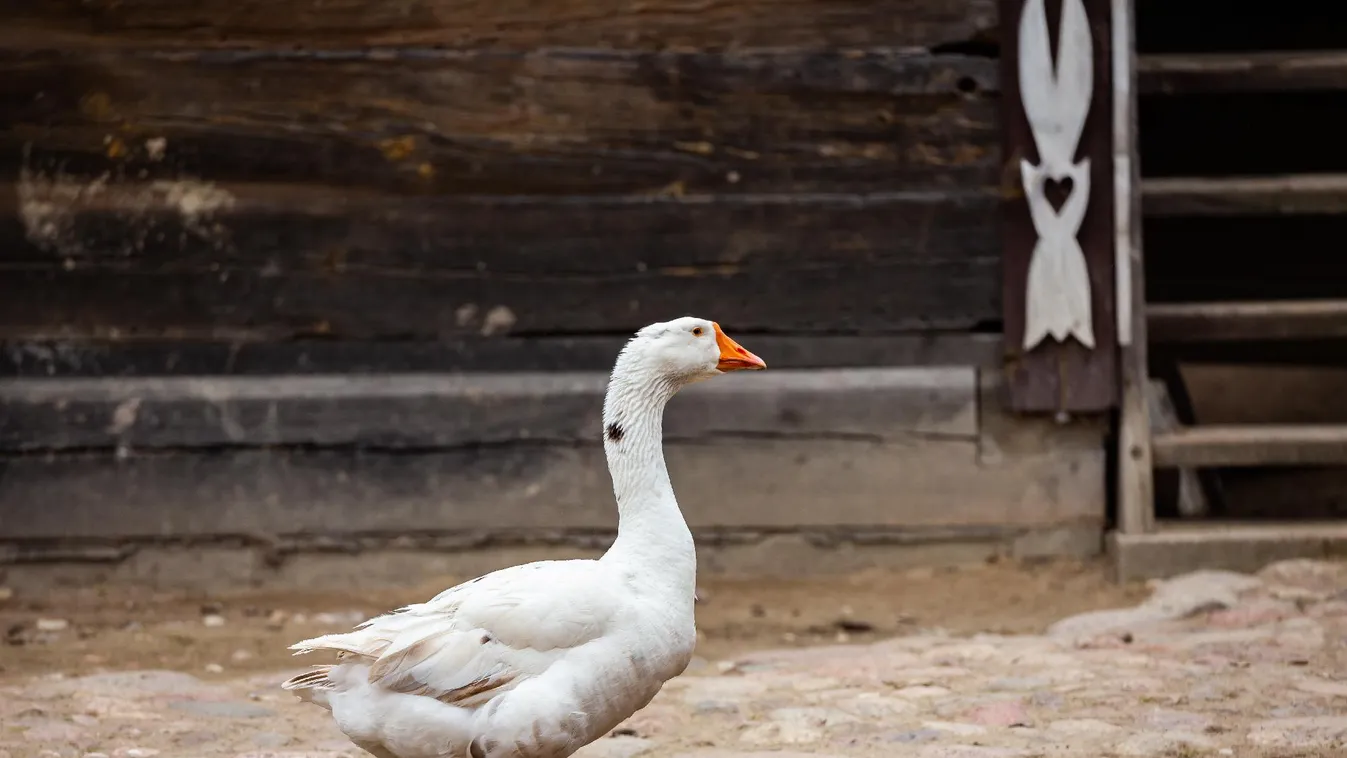 Újra megjelent a madárinfluenza Békés vármegyében
