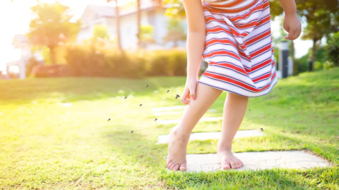 Egyre több helyen kell védekezni a szúnyogok ellen