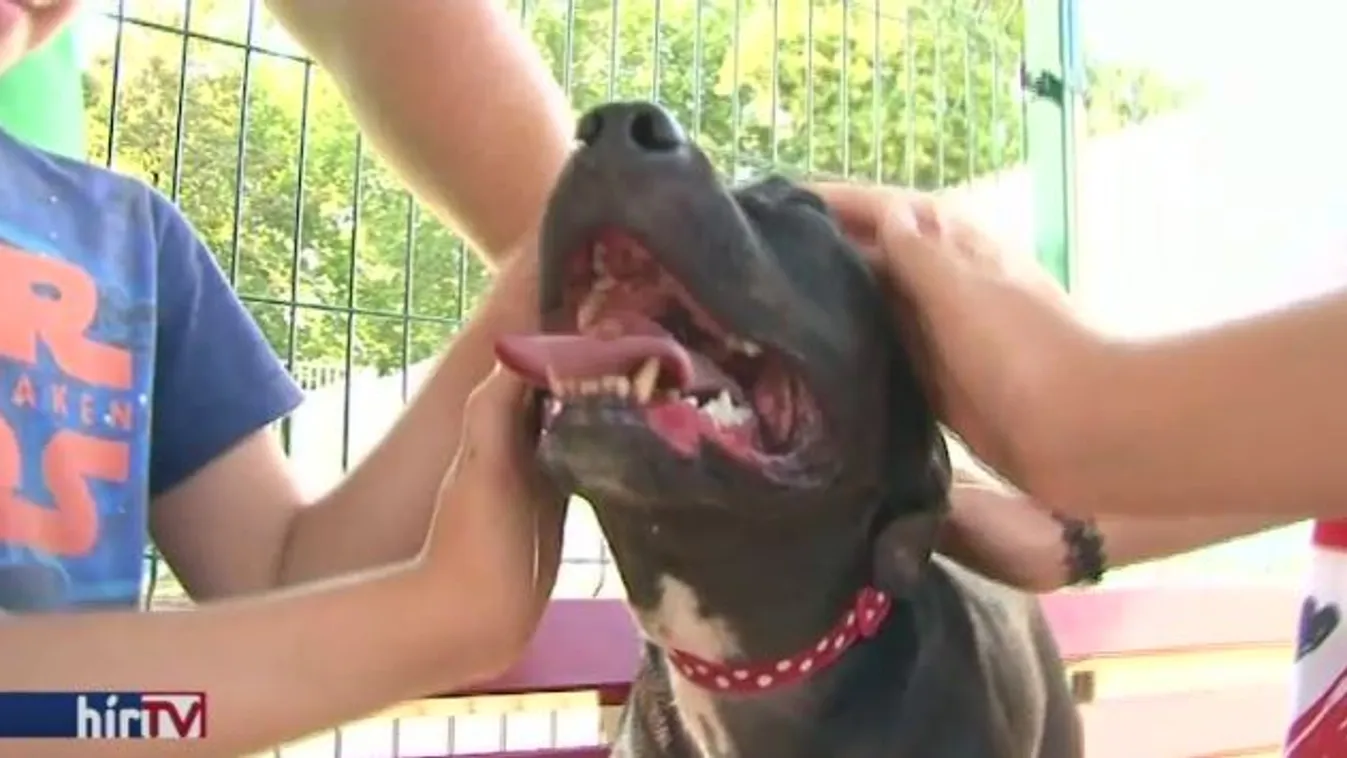 Fokozottan vigyázzunk a háziállatokra az ünnepen