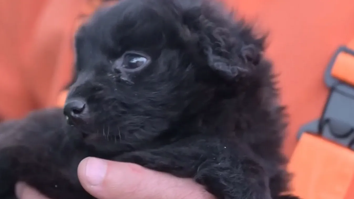 Radar - Négylábú hivatalnokok