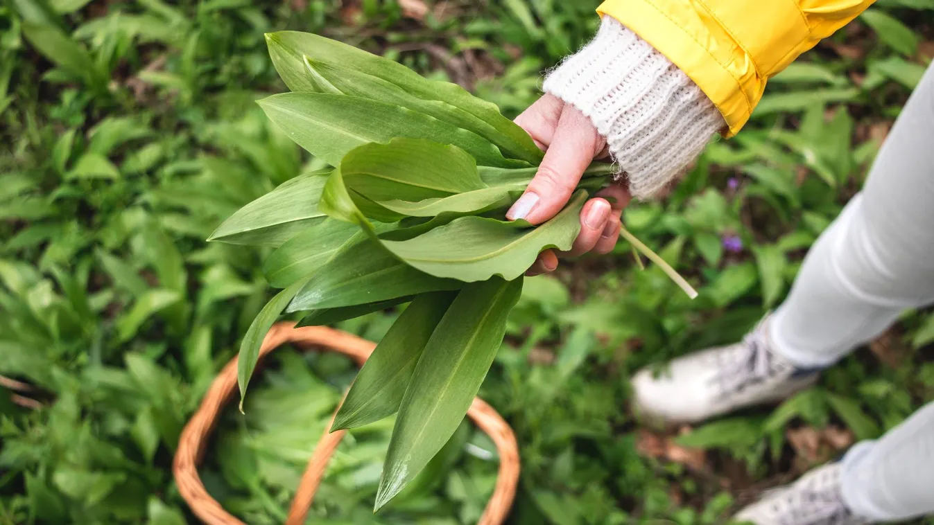 Komoly szabályokat kell betartani a medvehagyma-gyűjtéskor